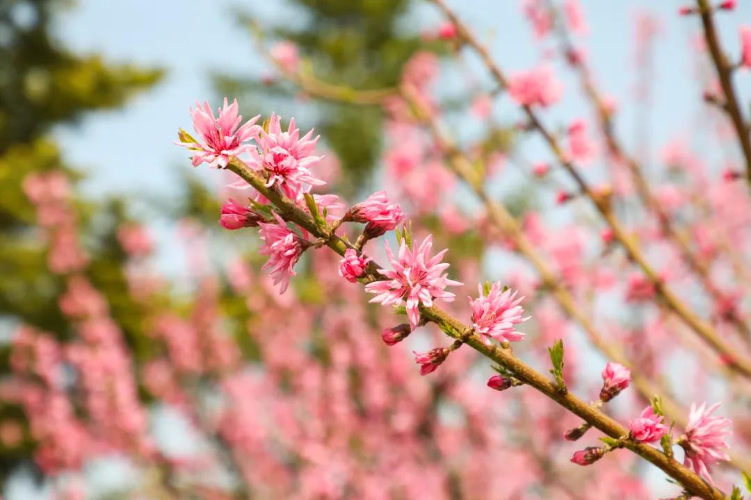 北京人少景美赏秋的公园,北京赏秋中山公园