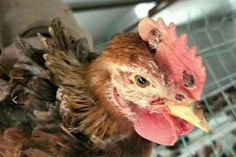 鸡痘病的症状及表现,已经有了鸡痘还能注射疫苗吗