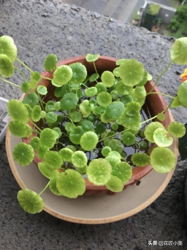 铜钱草长得东倒西歪是怎么回事啊,铜钱草东倒西歪的是因为什么