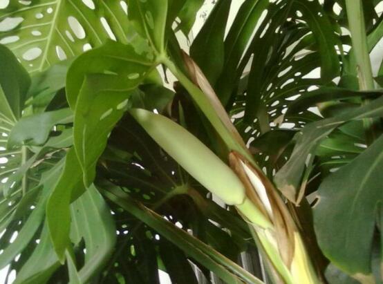 龟背竹烂根怎么快速解决,龟背竹烂根最好的处理方法