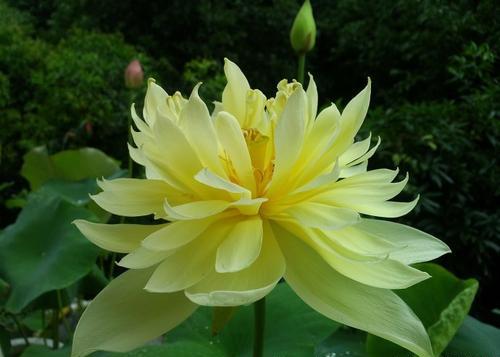 莲商会2019规模,莲商会的基本知识