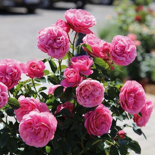 藤本月季修剪开花枝,藤本月季怎么爬墙修剪