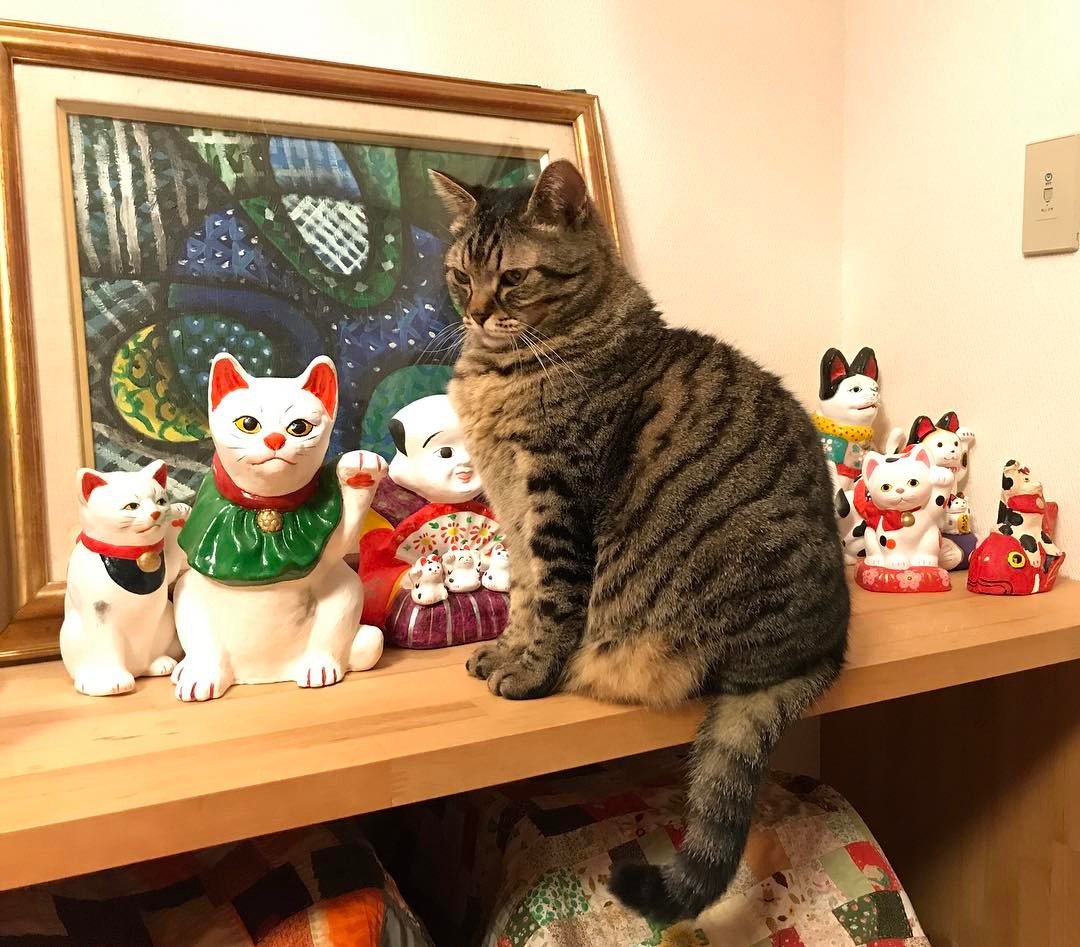 如何帮助猫咪减肥仰卧起坐,怎么给猫咪减肥最有效