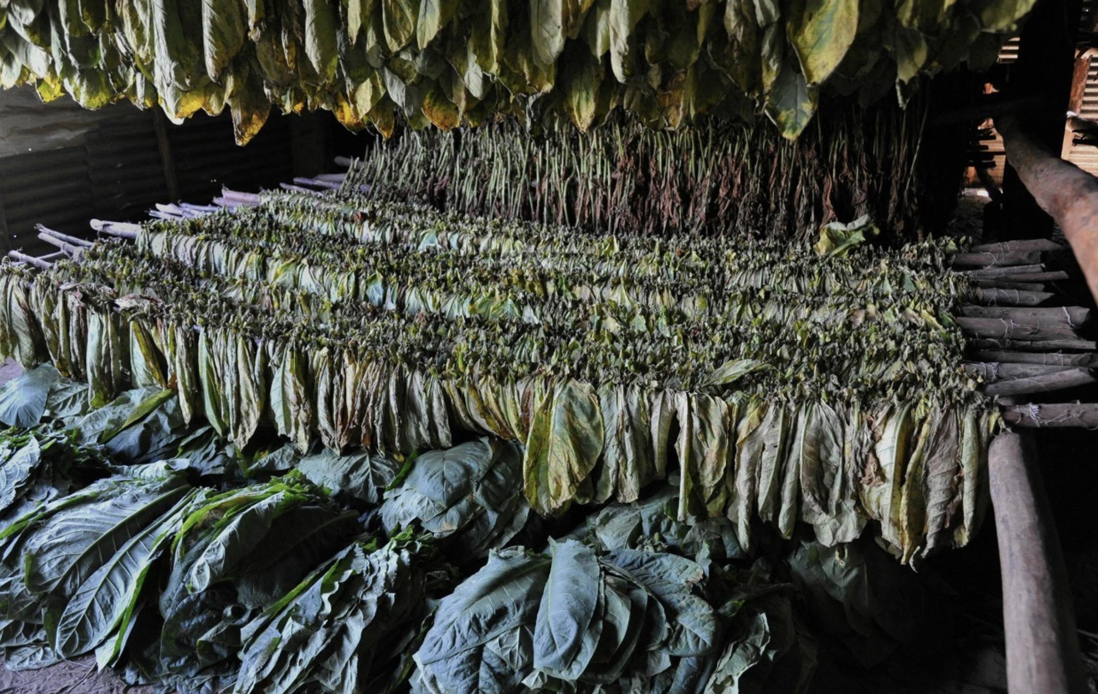小猪说烟斗27：烟斗*草烟**-*草烟**主要原料