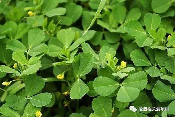 三阴性浸润性乳腺癌吃中药可以吗,乳腺癌化疗期间可以用中药调理吗