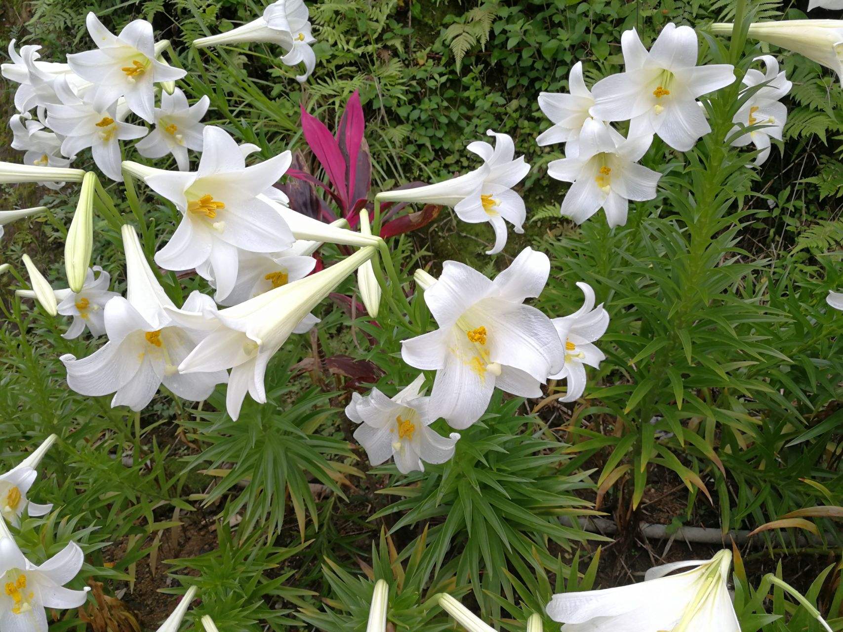 一直以来被人误解的植物,被误认成的花