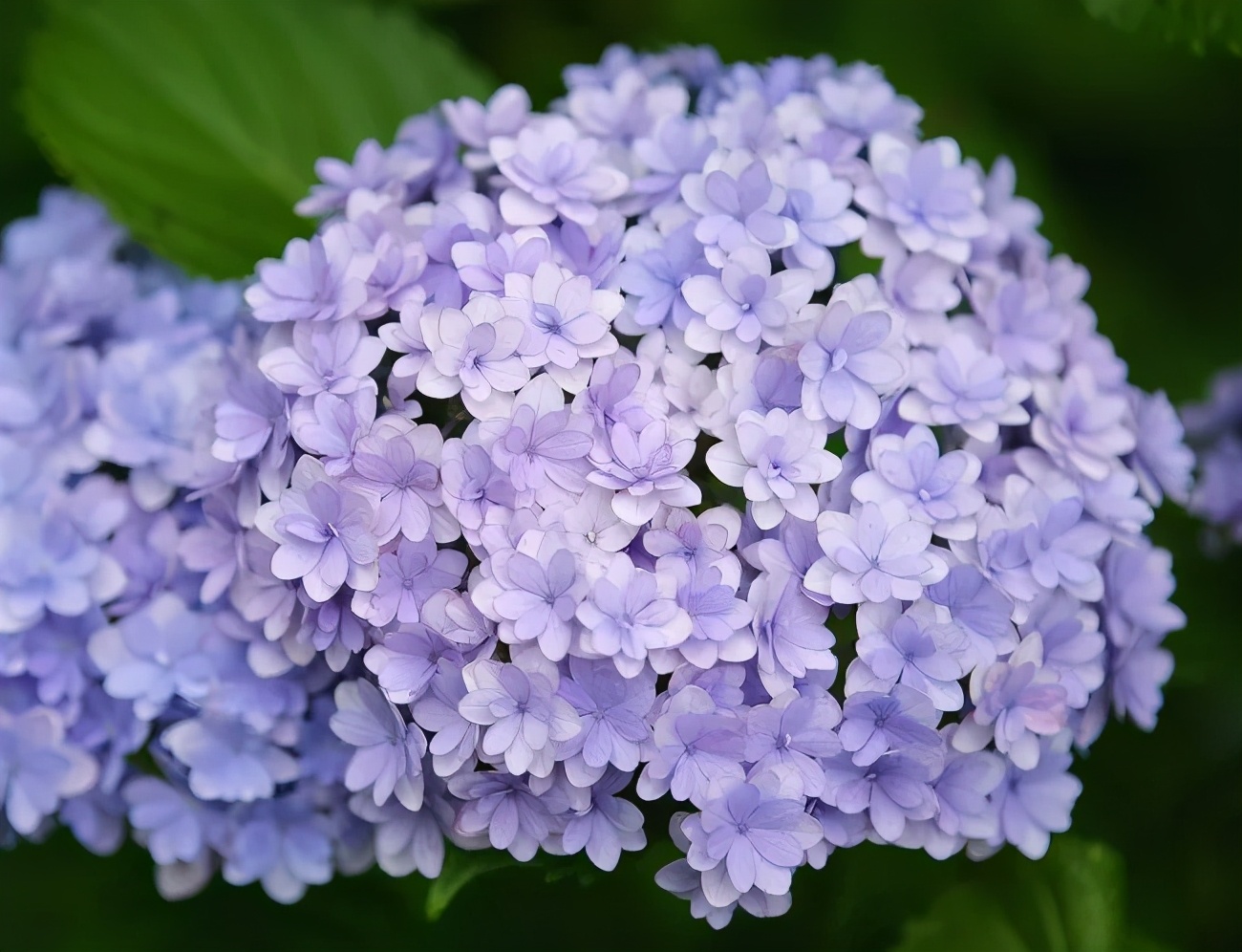 春季绣球叶子发皱怎么回事,夏季绣球老叶子都干枯怎么处理