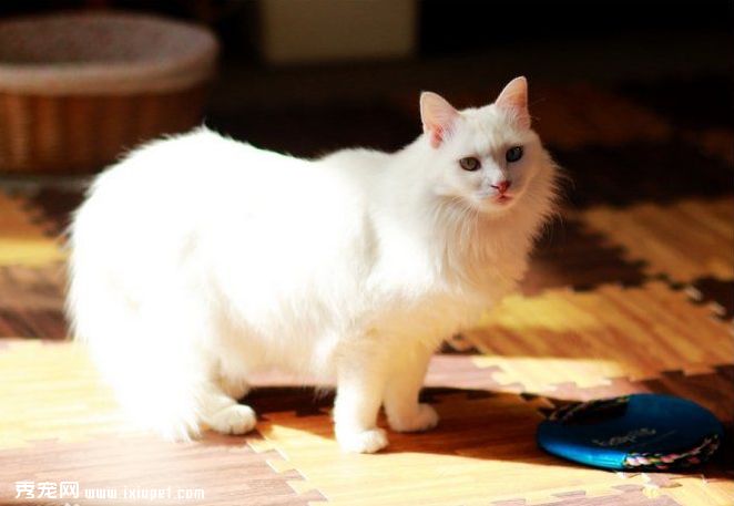 山东狮子猫怎么打理毛发,山东狮子猫怎样养得好看