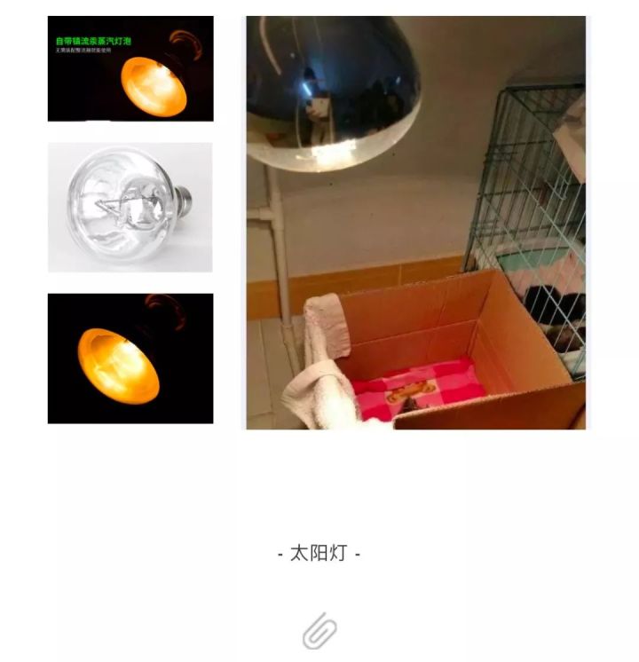 刚出生几天的小奶猫怎么养,新手养猫怎么养小奶猫