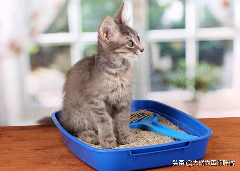 猫咪两天不拉屎正常吗幼猫,幼猫有什么上厕所的前兆