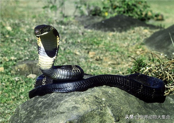 野外遇到眼镜王蛇怎能避让,森林王蛇和眼镜王蛇哪个厉害