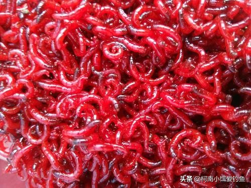 红虫病有多可怕,红虫是不是血线虫