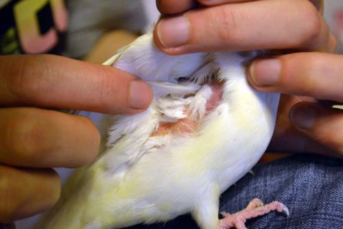 鹦鹉夏天鸟窝怎么驱虫,鹦鹉身上的虫子怎么彻底清除