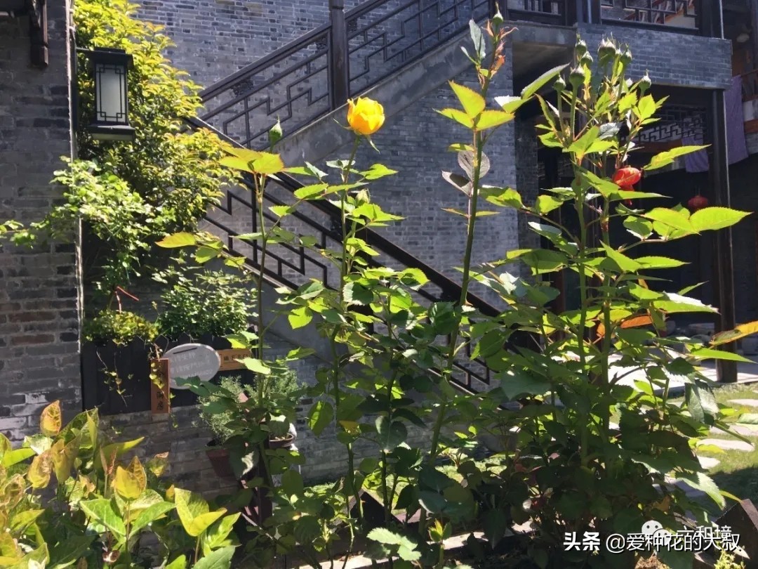 泰州六和境禅意庭院民宿,一院花香