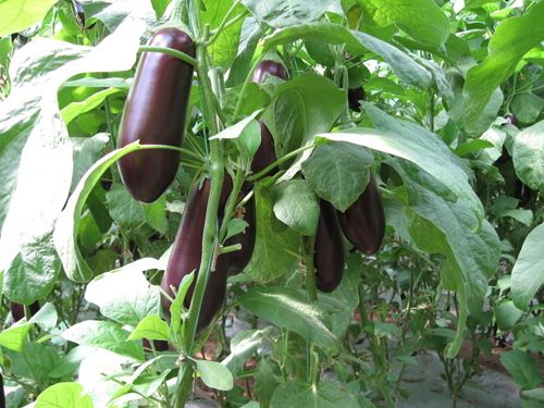 阳台种植茄子的方法,栽种茄子怎么浇水