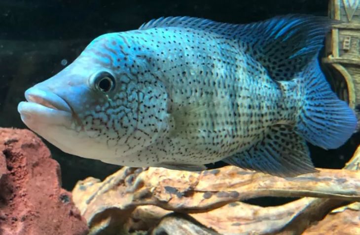 极具攻击性的观赏鱼有哪些,常见的攻击性强的观赏鱼