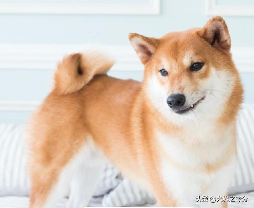 天气干燥宠物注意什么,养了宠物如何除菌