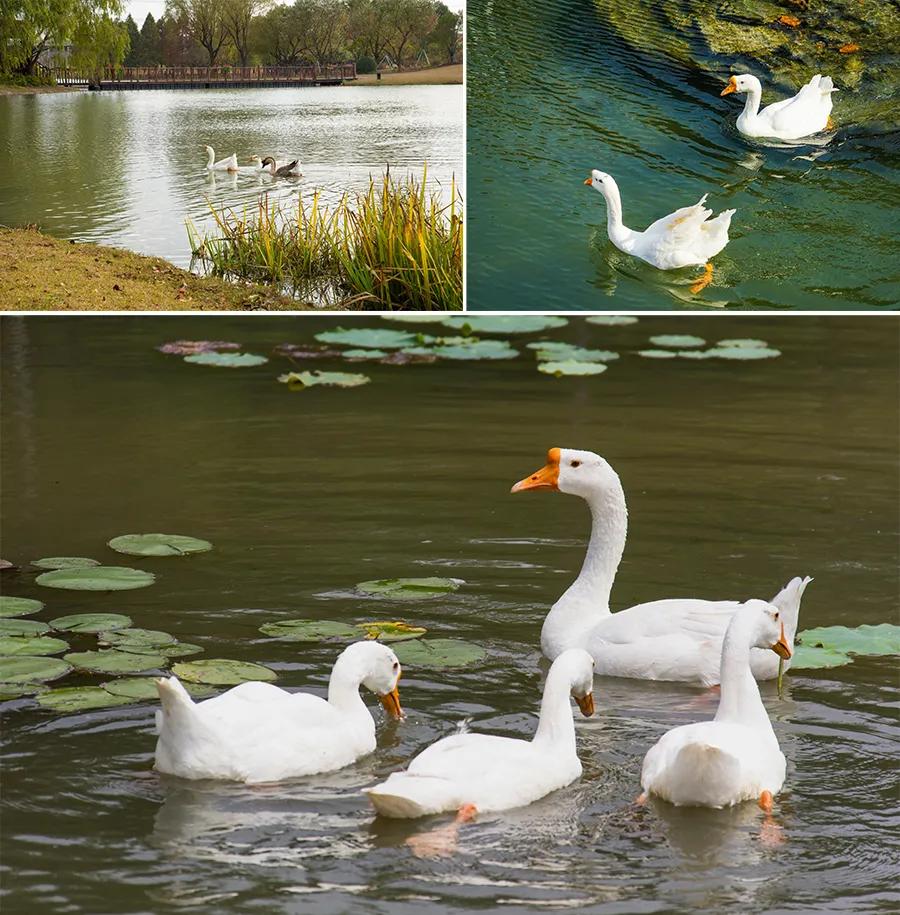 幼儿园古诗配水墨画大全简单,水墨诗配画简单儿童