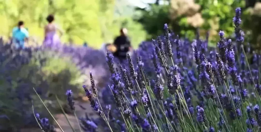 签证下来的护照丢了怎么办,已经办理完签证的护照丢了怎么办