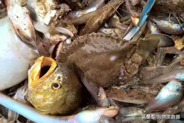 曾是四大海产之一,靠叫声互相识别,却被人类用噪声团灭