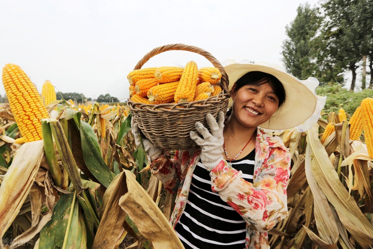 玉米小麦大豆未来是涨是跌,现在玉米小麦什么价大豆什么价