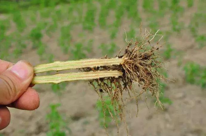 番茄青枯病萎蔫,青枯病和立枯病萎蔫的症状