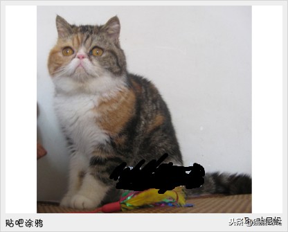 养猫新手买猫注意什么,新手养猫和买猫的注意事项