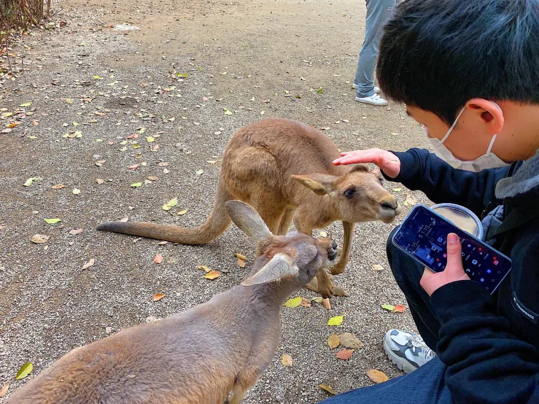 上海野生动物园旅游攻略路线推荐,上海野生动物园旅游攻略50字