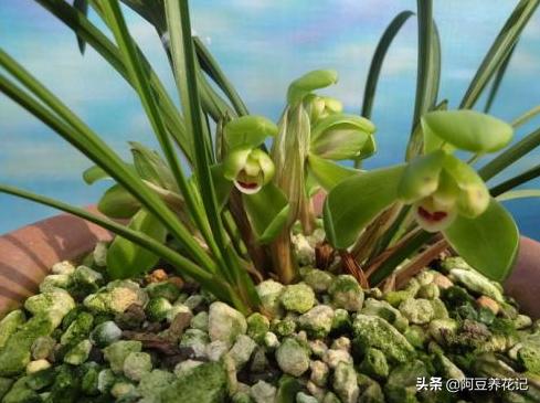 适合室内养的兰花品种有哪些,家里最适合养的十种兰花