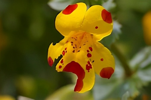 什么花适合送生日花,你的生日代表的花朵及寓意图片