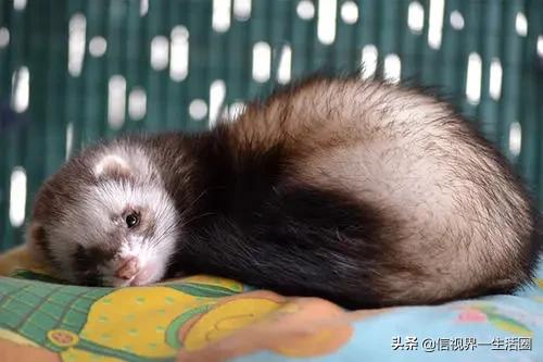 适合单身女生养的萌宠