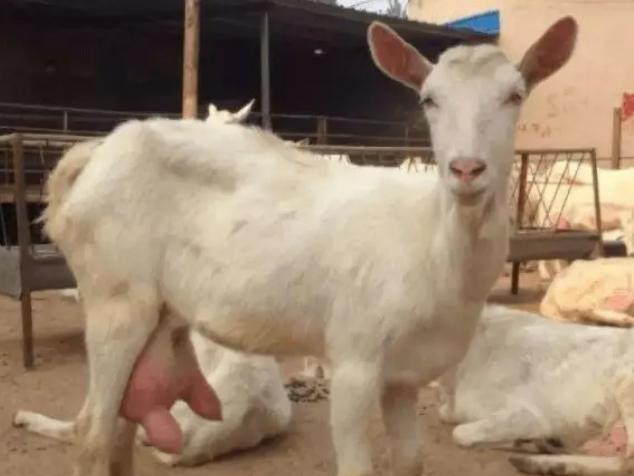 羊产后不喝红糖水怎么办,羊产后不吃东西怎么办