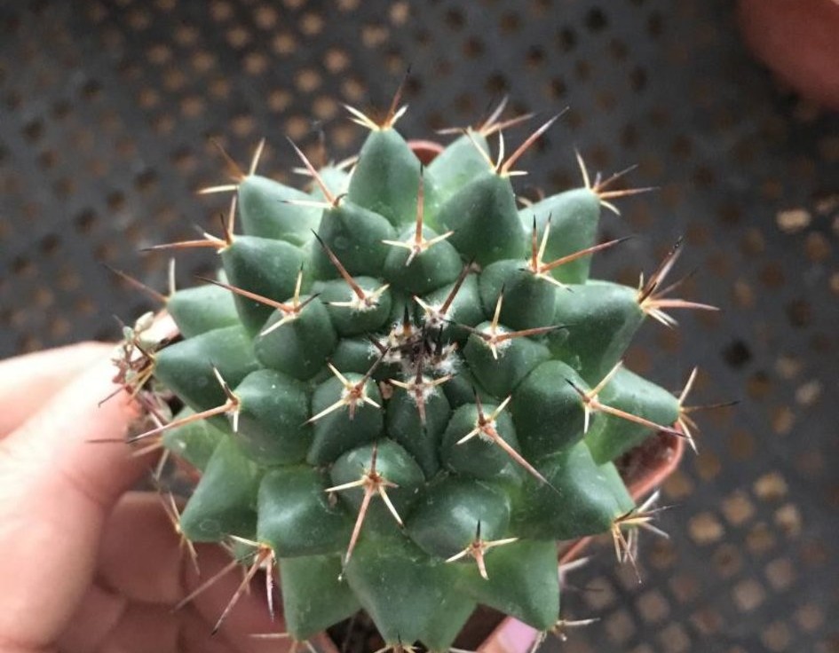 十个仙人球,最新30个仙人球品种