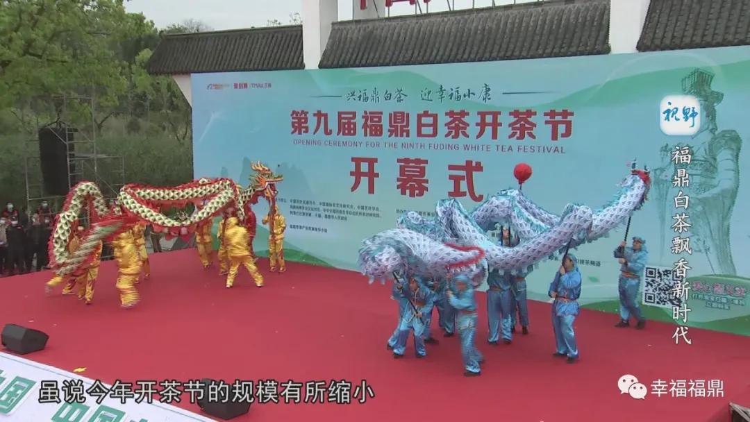 福鼎白茶兴起,白茶步入产业振兴快车道