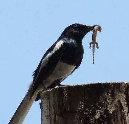 喜鹊吃麻雀幼鸟,喜鹊吃麻雀幼鸟吗
