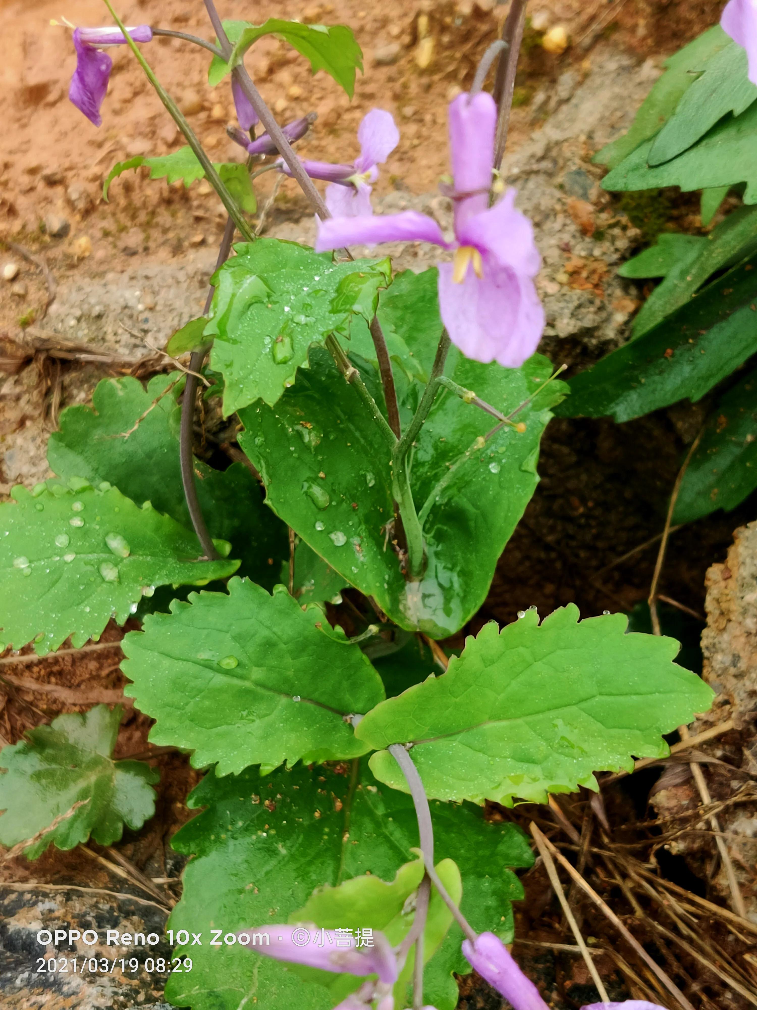 这种植物为成就蜀国屡次北伐功不可没