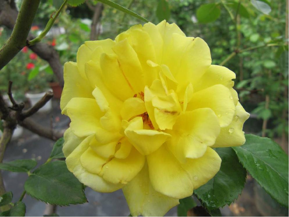 北京常见的树有哪些,北京绿化月季品种