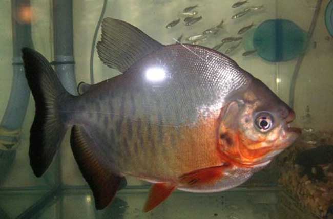 水虎鱼怎么养出好状态呢,火喉水虎鱼和红钻水虎鱼