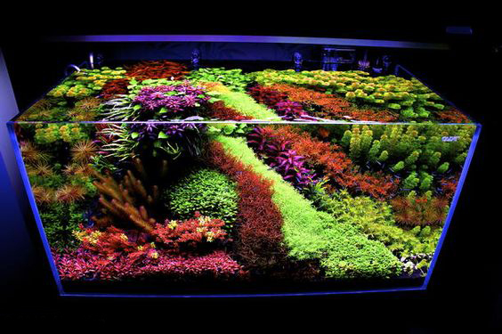 草缸的黑壳虾怎么越来越少,草缸里黑壳虾越多越好吗