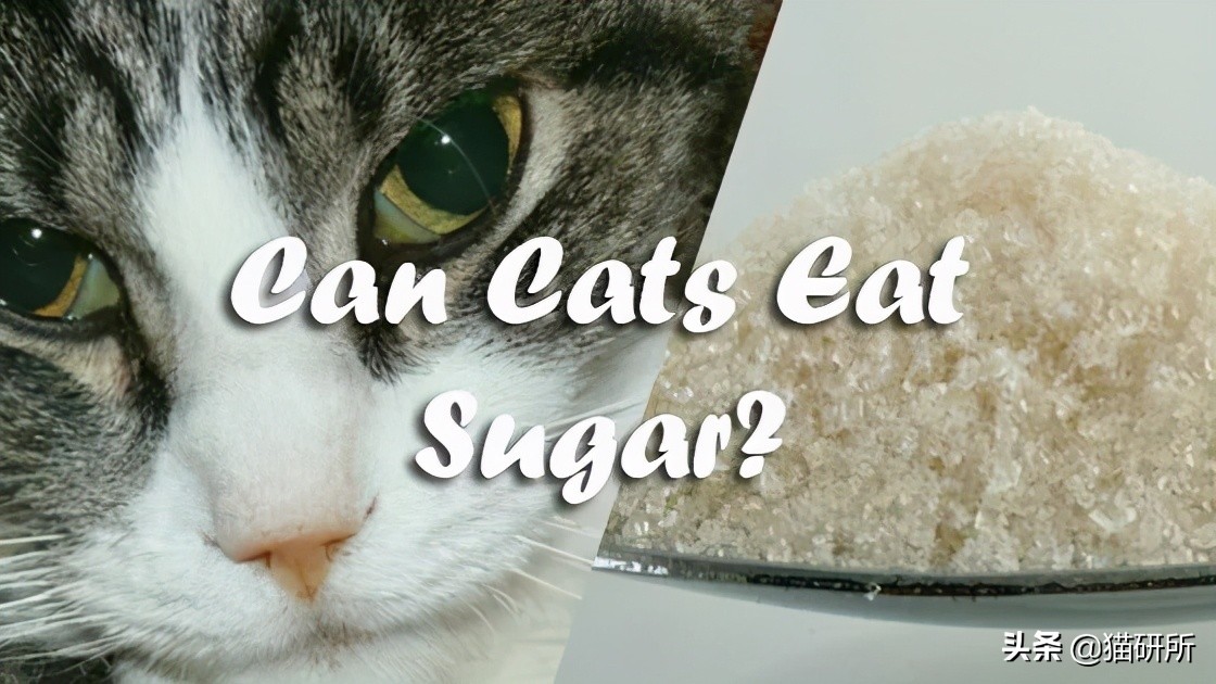 猫为啥爱吃植物,猫爱吃鸡肉还是虾肉