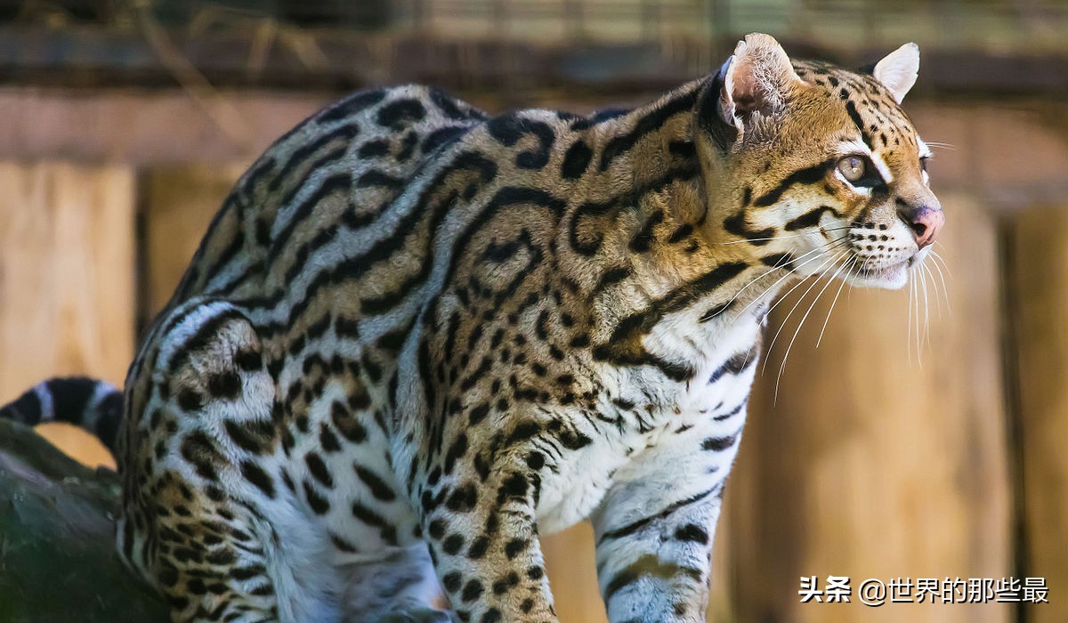 猫科猛兽动物,像虎一样的猫