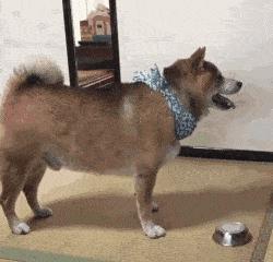 关于“狗狗发情期”的这些事，你需要知道