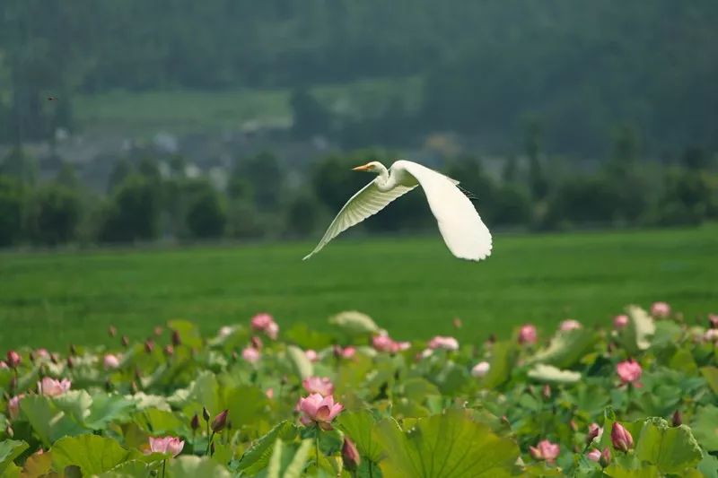 中国最好的柏联酒店,国内最好的柏联酒店