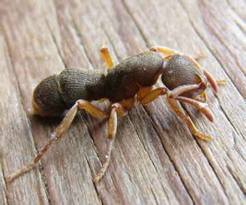 蚂蚁篇完整版解说,蚂蚁窝世界之最