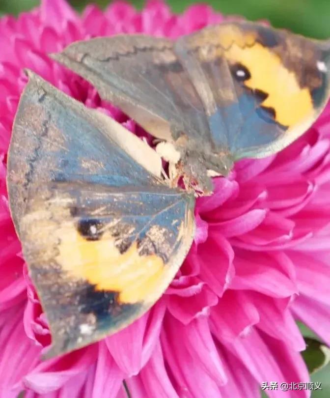 北京国际鲜花港菊花展购买门票,北京国际鲜花港菊花展