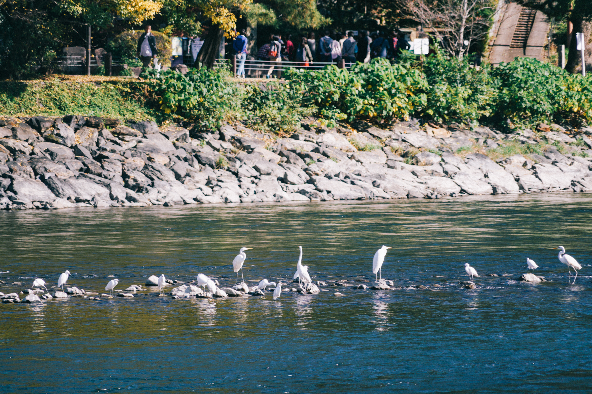 日本京都最值得去的地方,日本京都值得去的地方