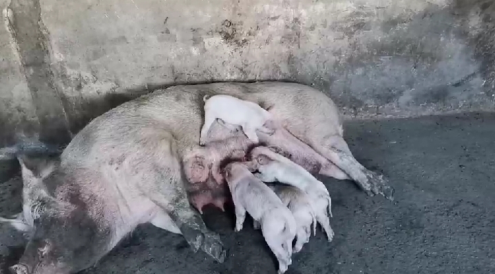 养好母猪是养好仔猪的关键,仔猪母猪养殖技术视频讲解