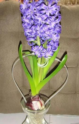 风信子开完花后烂杆,风信子枯萎了如何救活