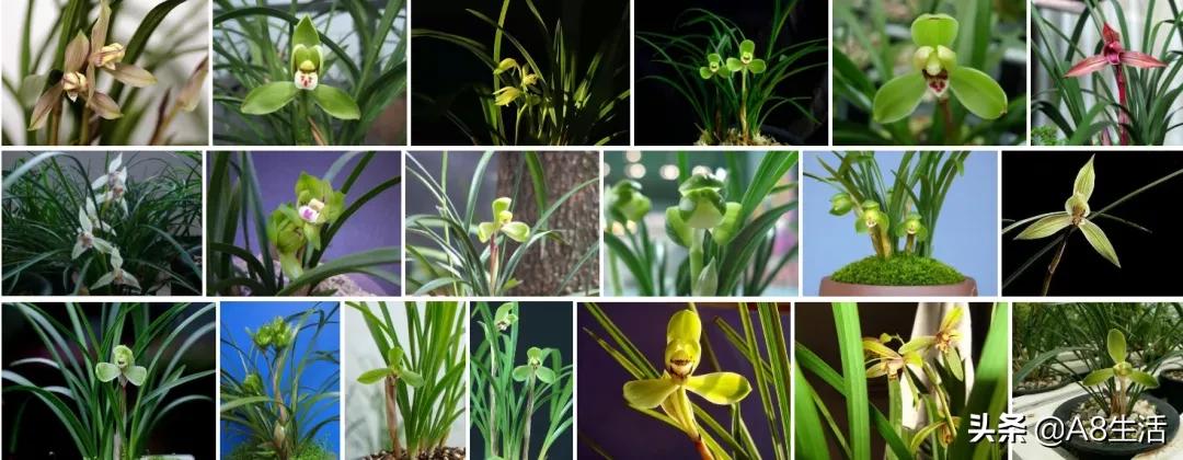 兰花蕙兰绝品传奇,每日一品茶叶