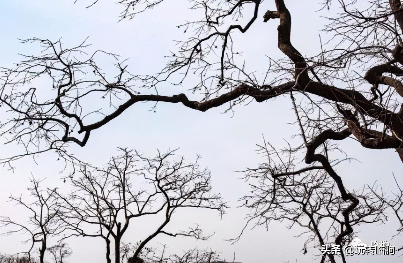 鍥炲繂鎴戠殑姣嶄翰鏈楄,鍥炲繂鎴戠殑姣嶄翰璧忔瀽
